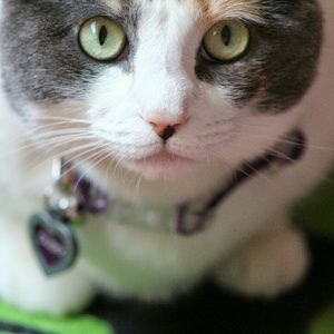 Meet your Posher, Tangie